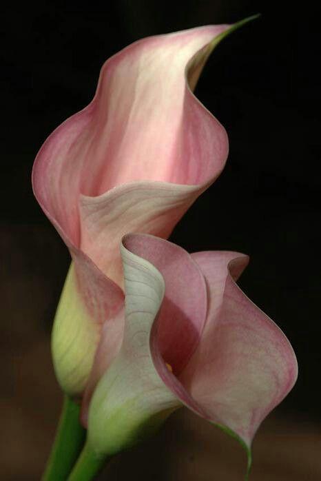 Whispers of Dawn Floral Ensemble